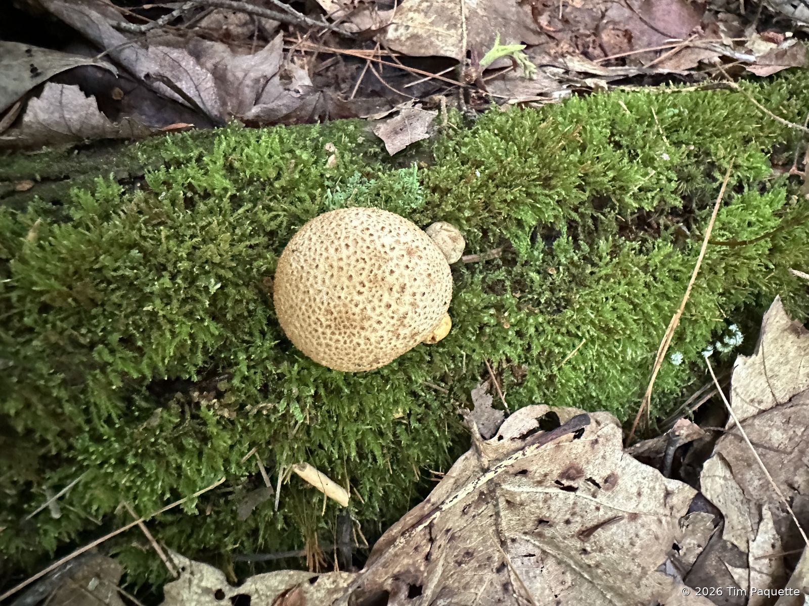 Earthball, cut open