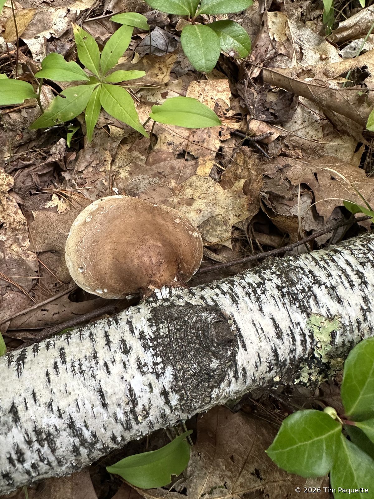 Brown cap on a birch log