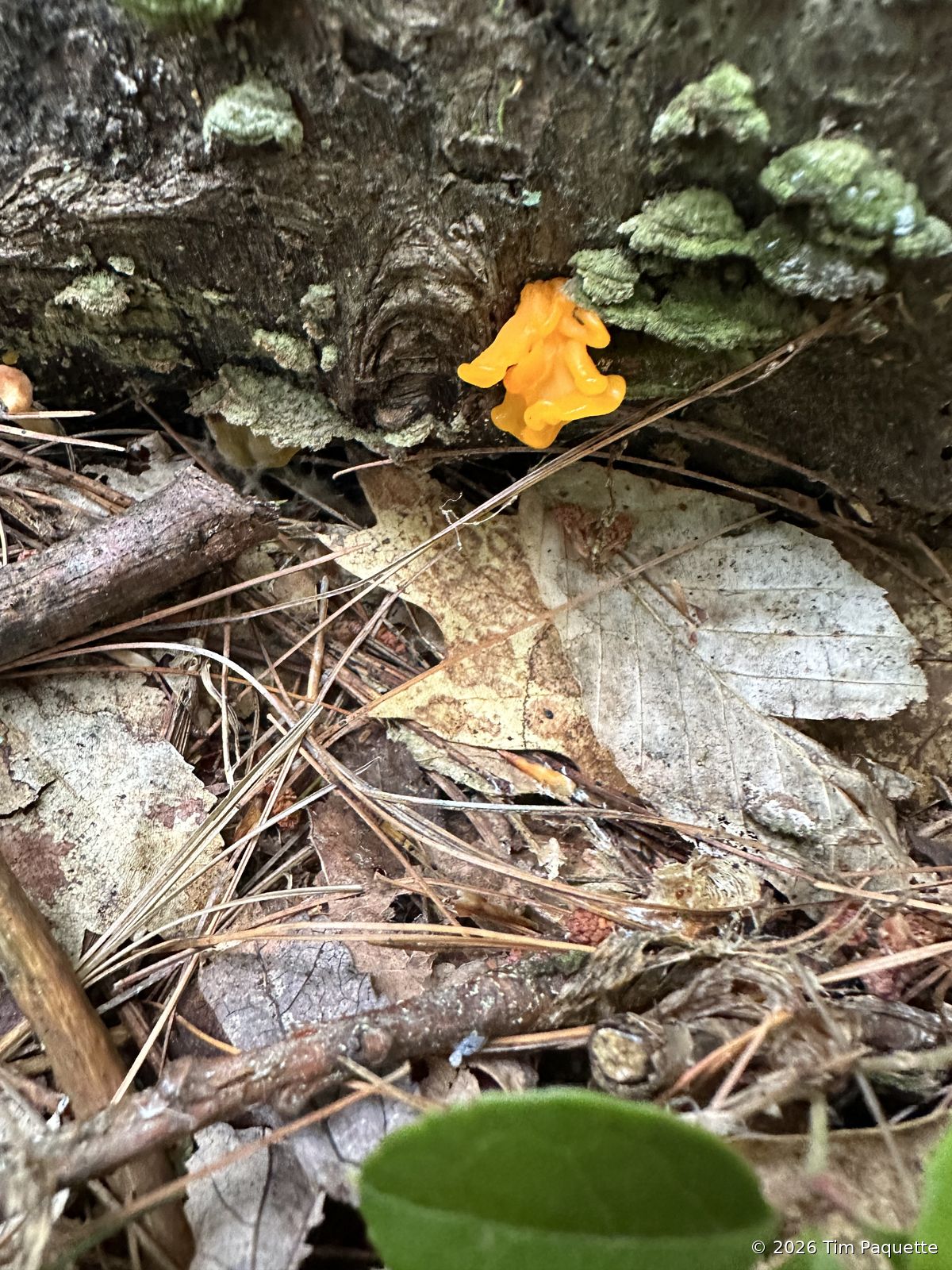 Orange jelly fungus, second log