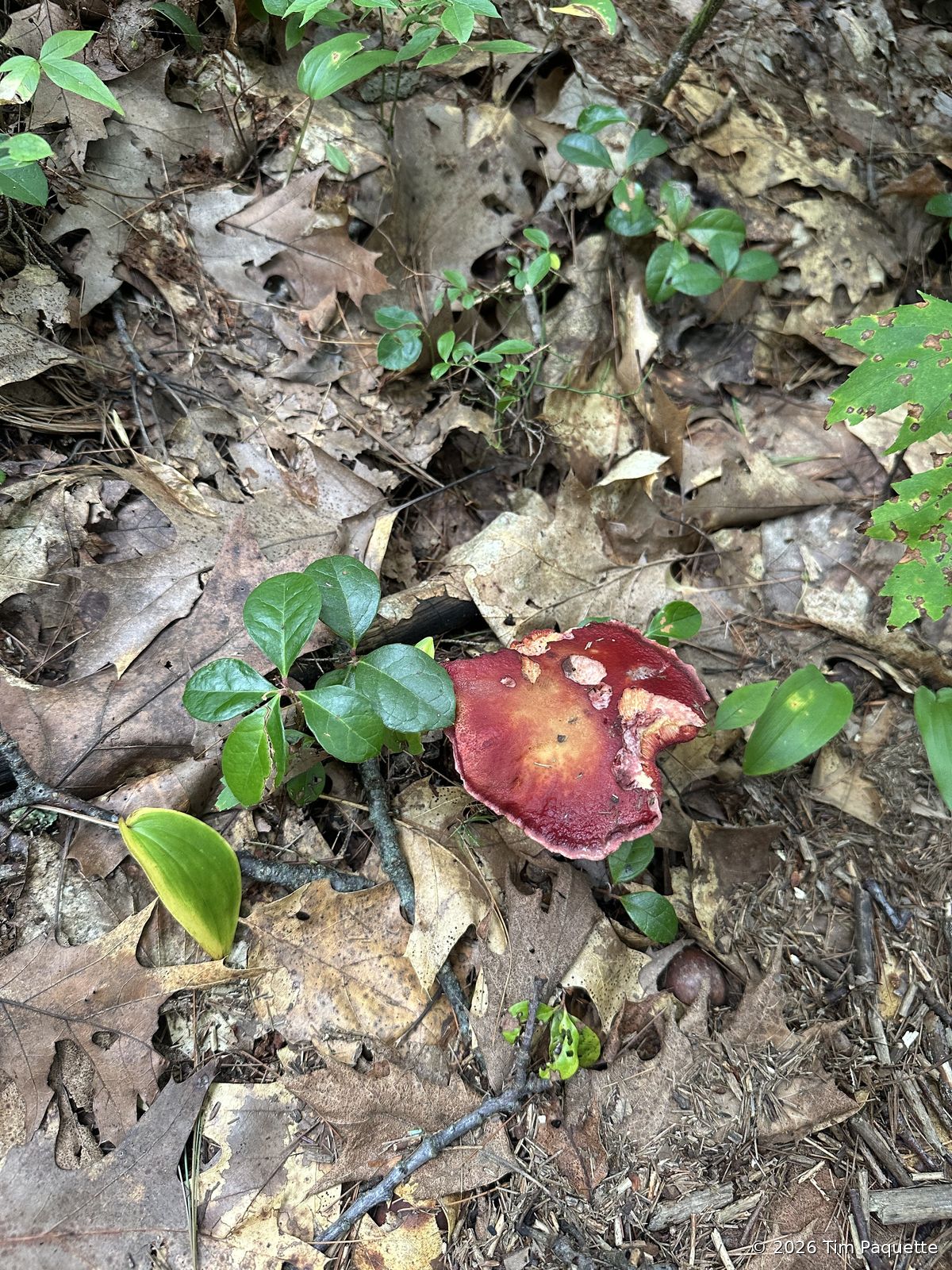 Wine-red bolete