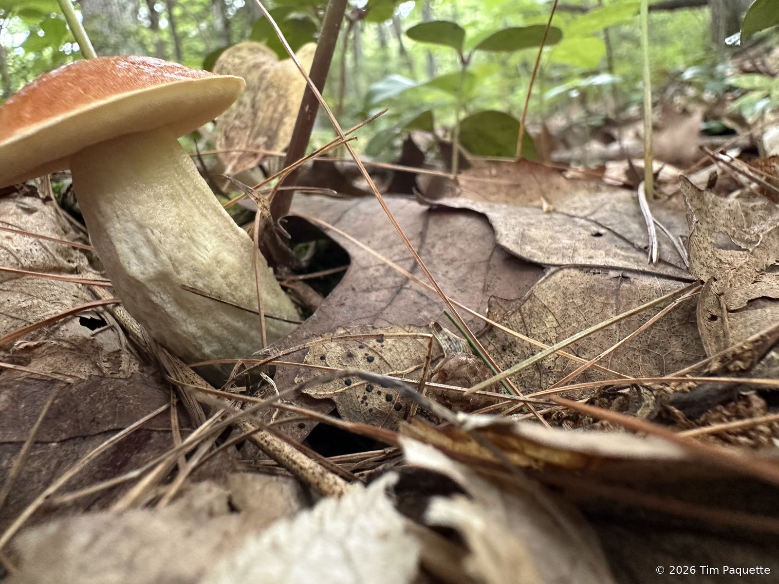 Orange-capped boletes