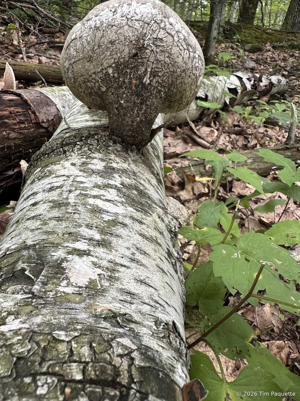 Birch polypore