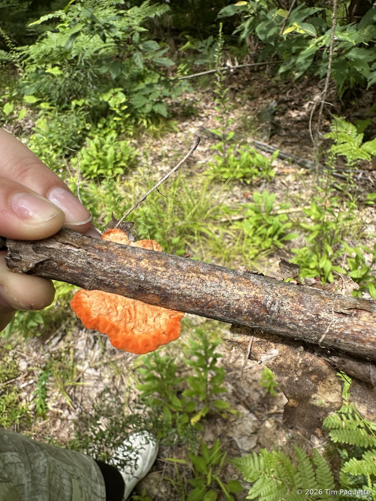 Cinnabar polypore on a stick
