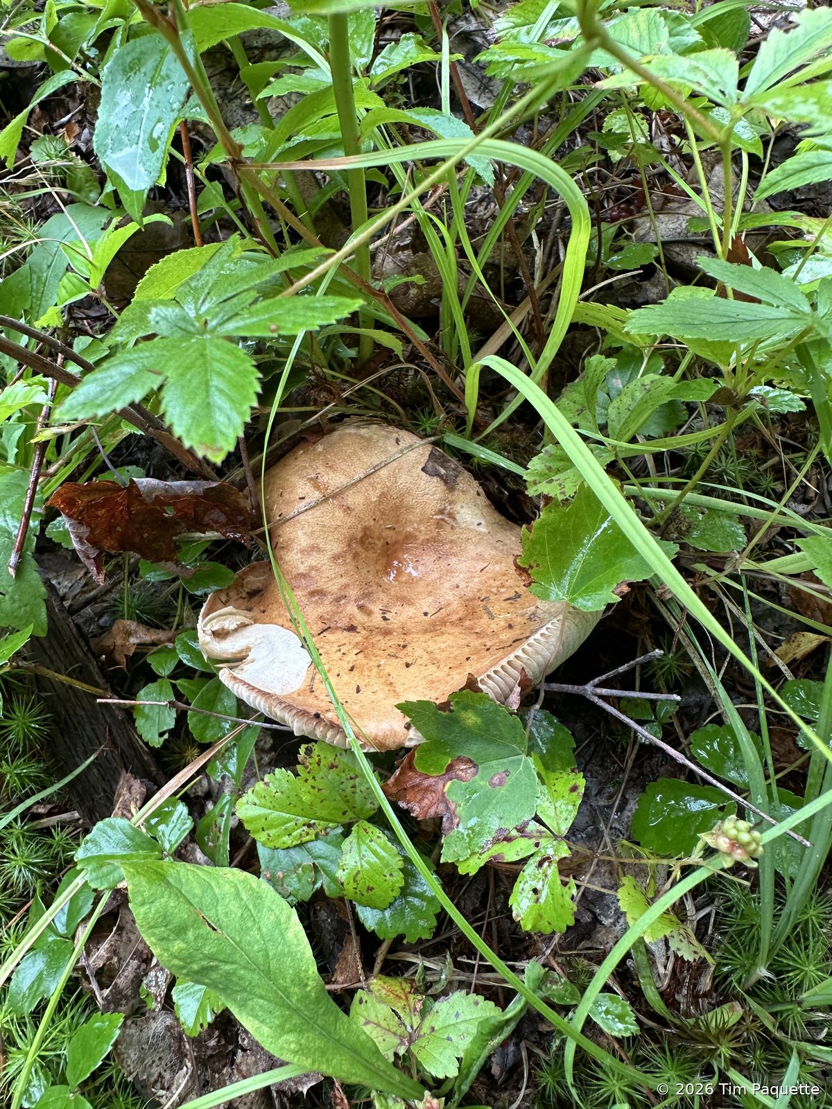 Wachusett Meadow Wildlife Sanctuary
