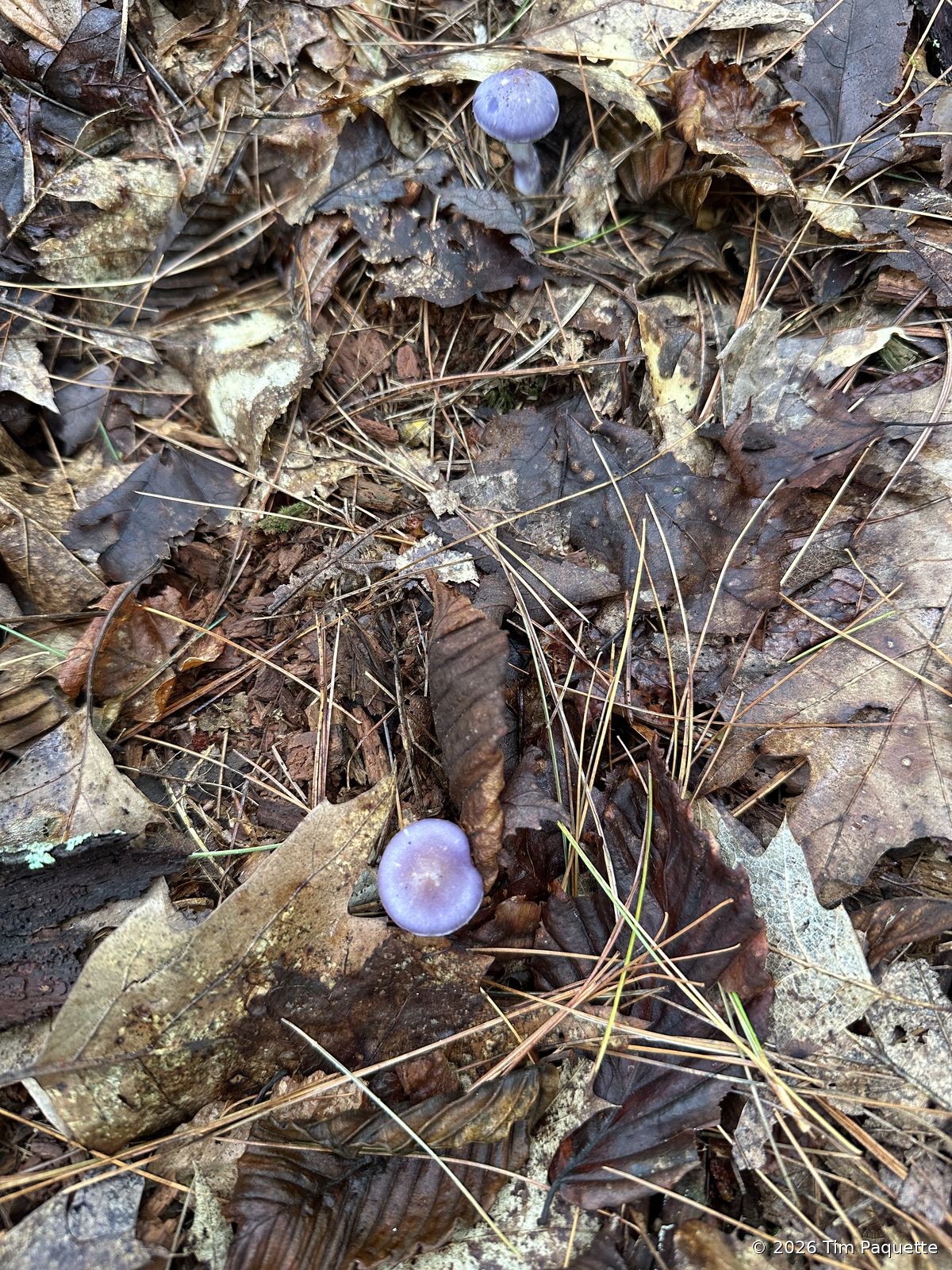 Violet agarics on a mossy decaying log