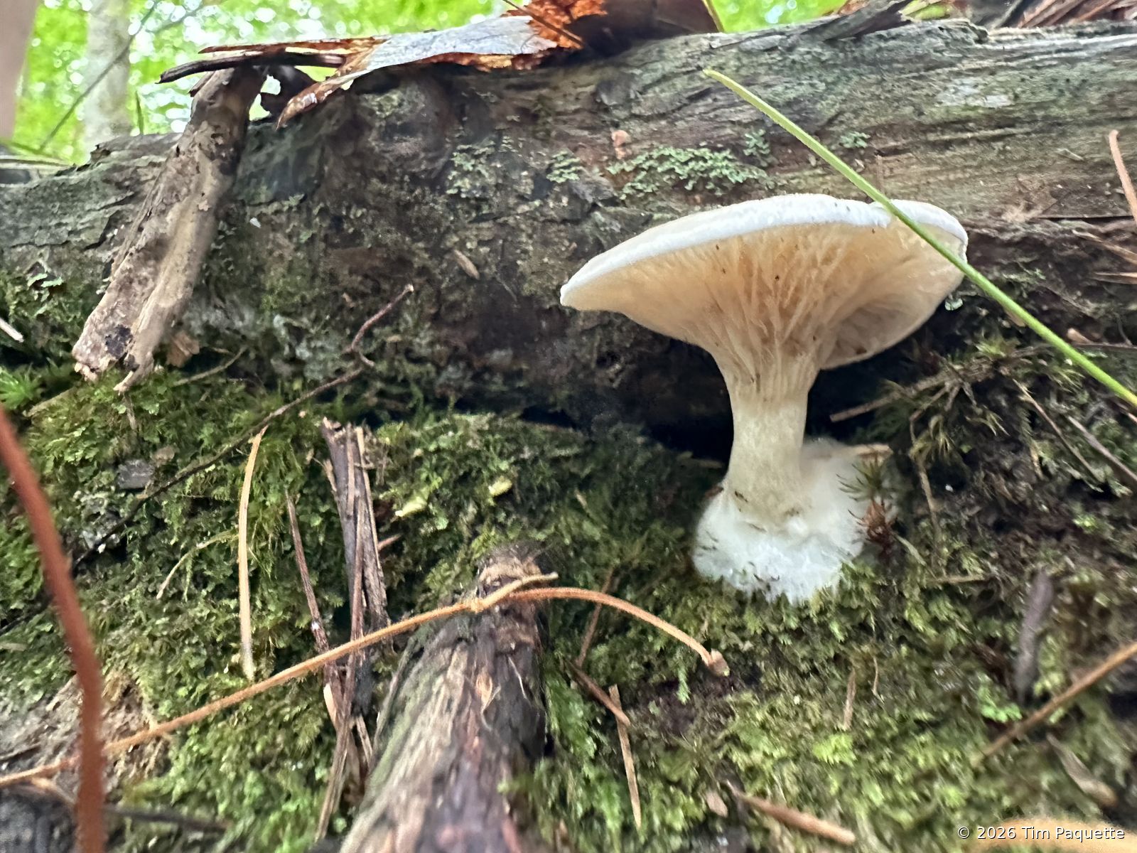 White funnel on a mossy log