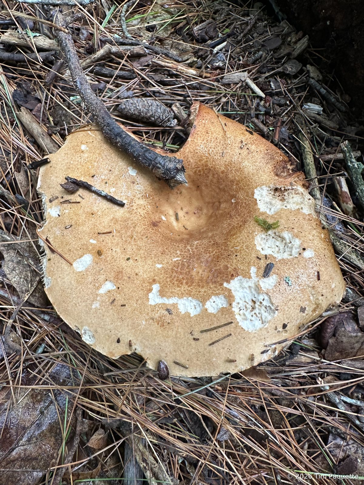 Flat tan disc on the ground