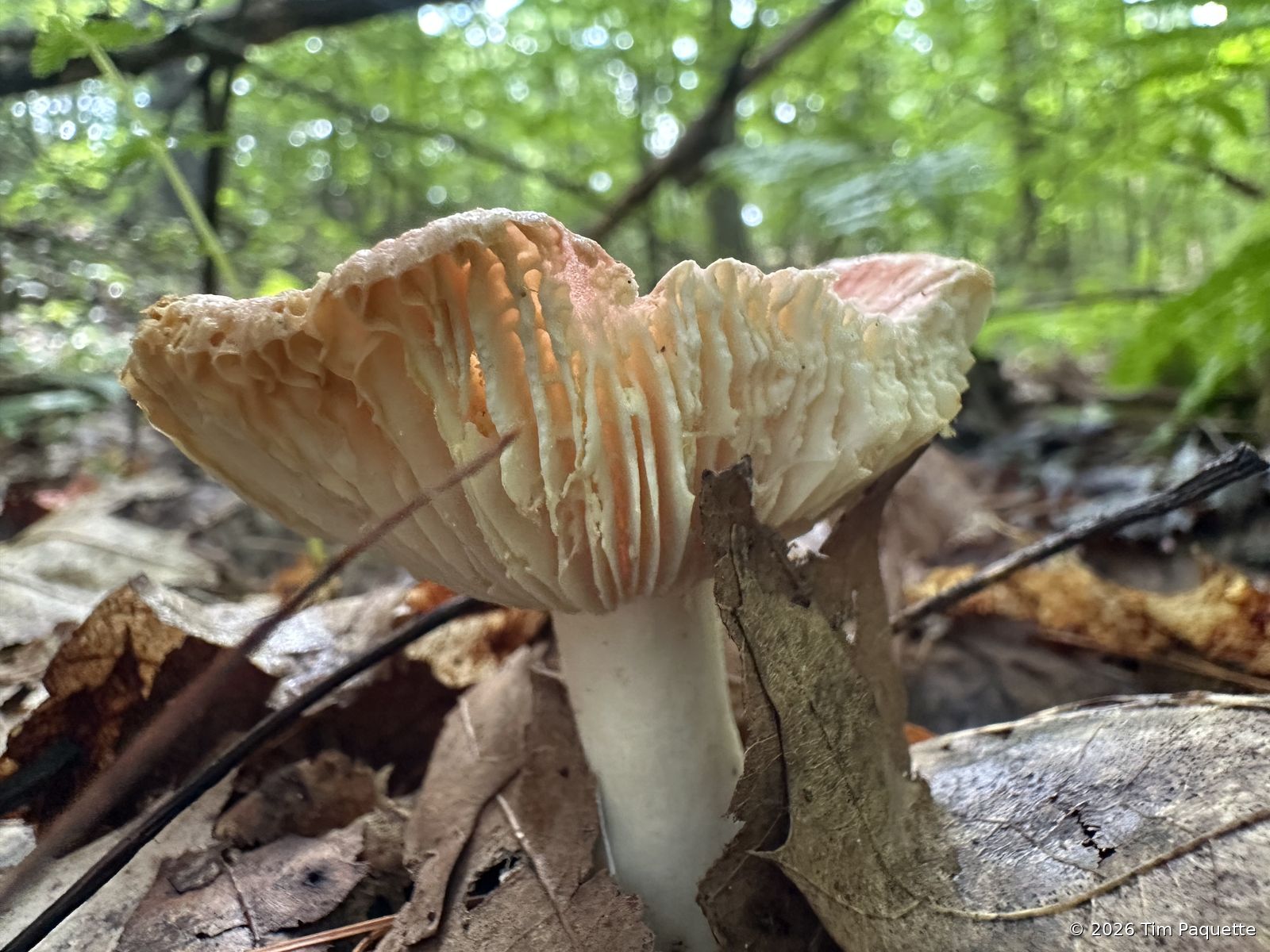 Tan gilled mushroom on a log