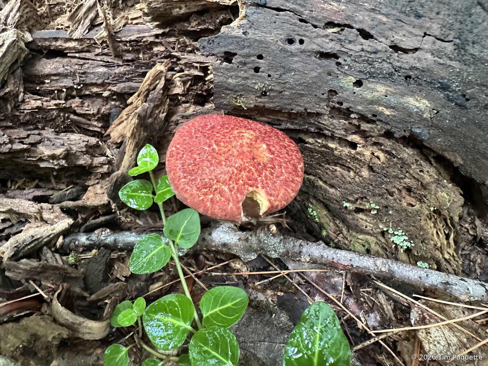 Red-capped bolete with yellow pores