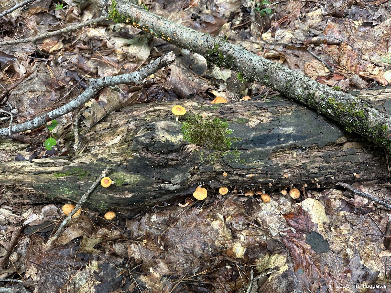 Leaf litter beside the bolete log