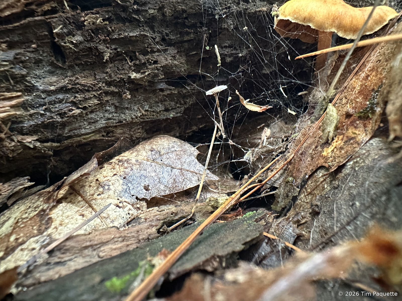 Orange mushrooms on a rotten log