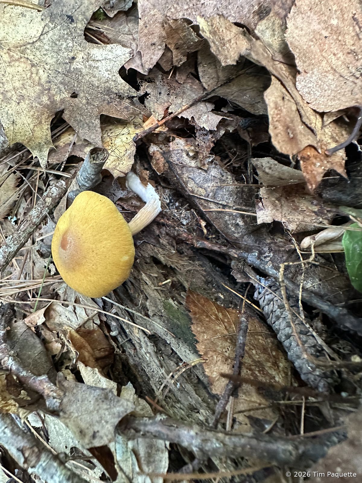 Yellow-brown bolete