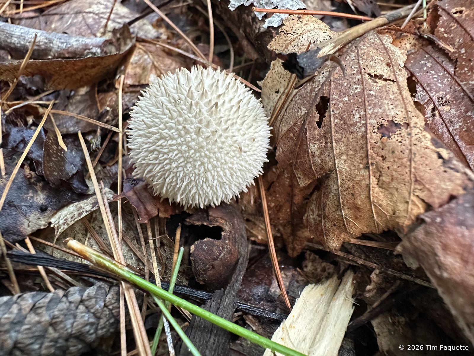 Common puffballs in litter