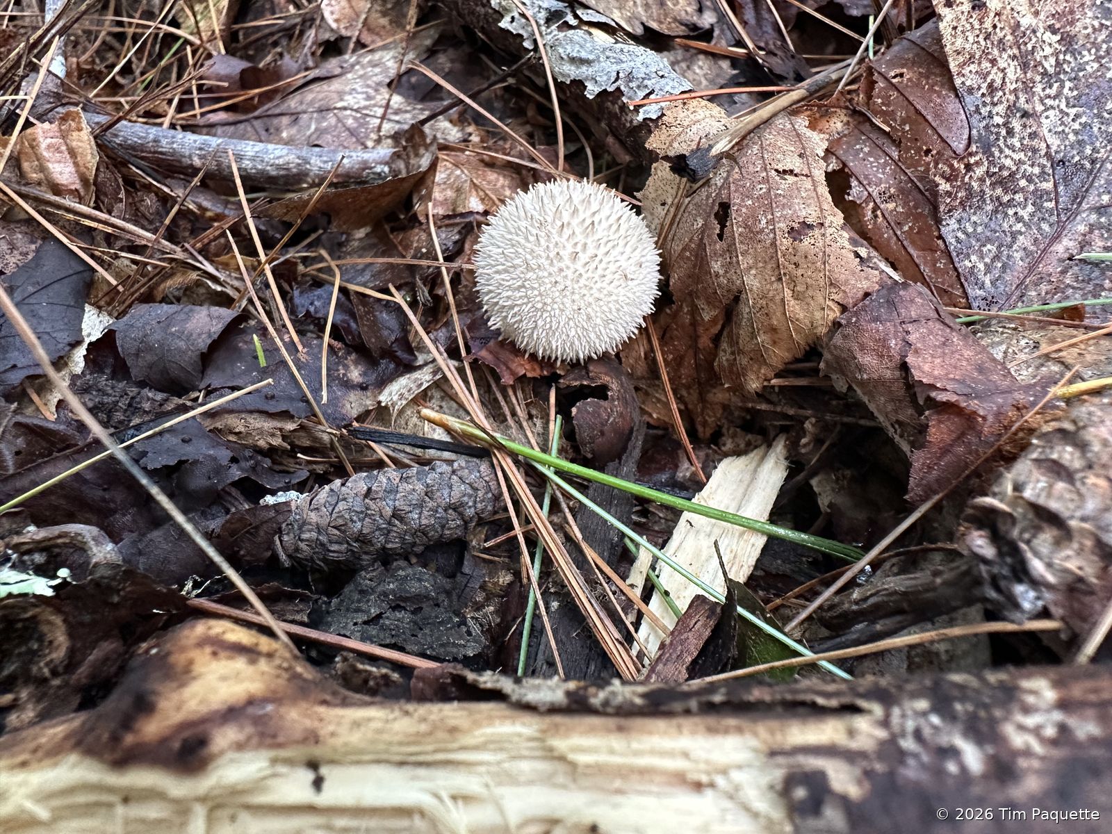 Small tan mushroom in litter