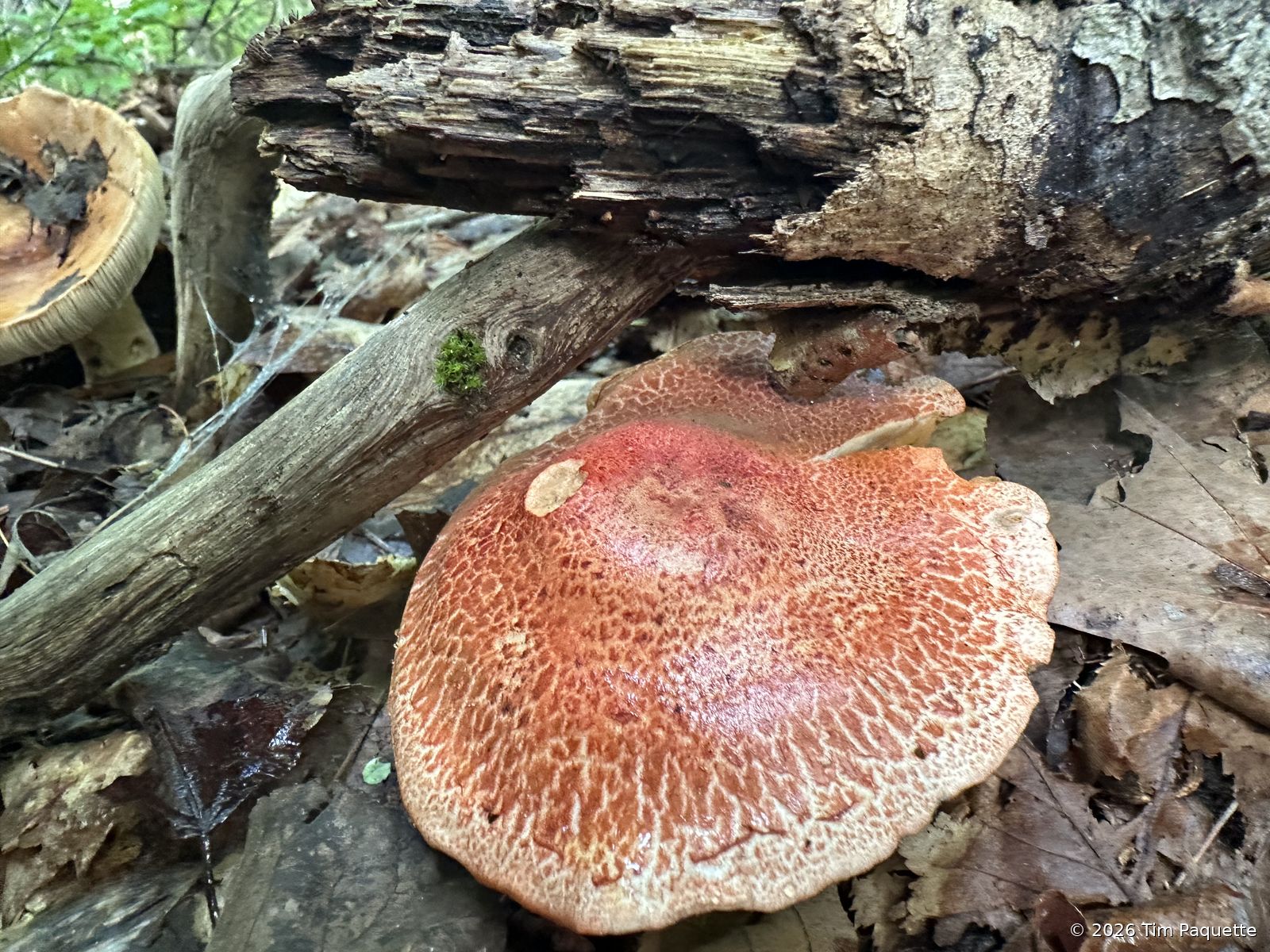 Small red-brown cap on the slope