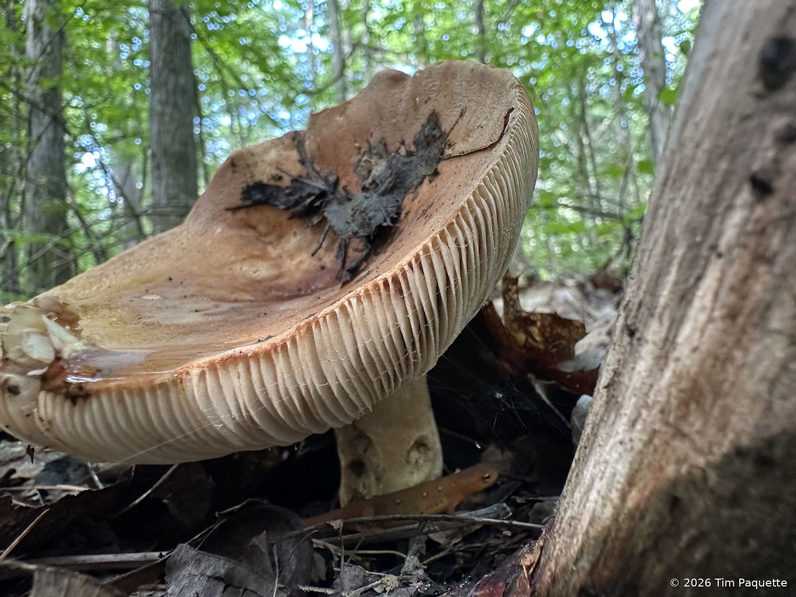 Pale caps in leaf litter