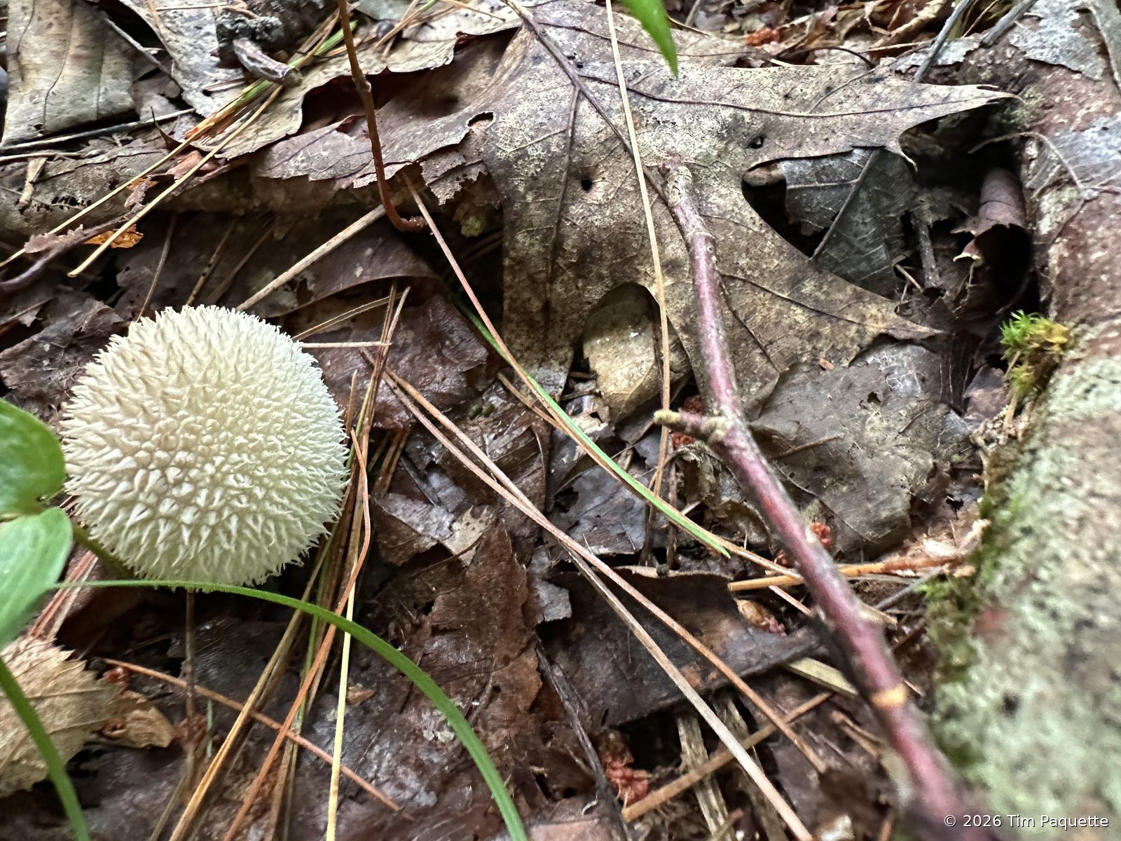 Common puffball — mossy bank