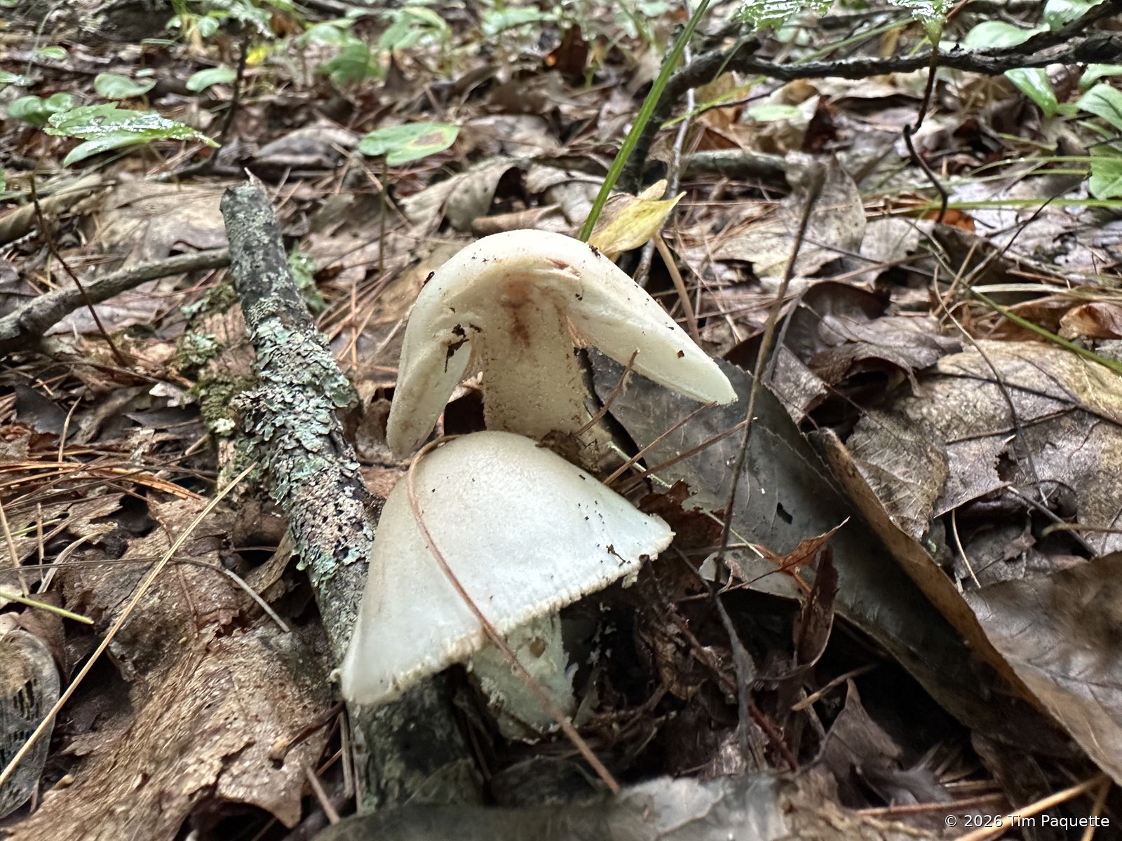 Tall grey-brown agaric