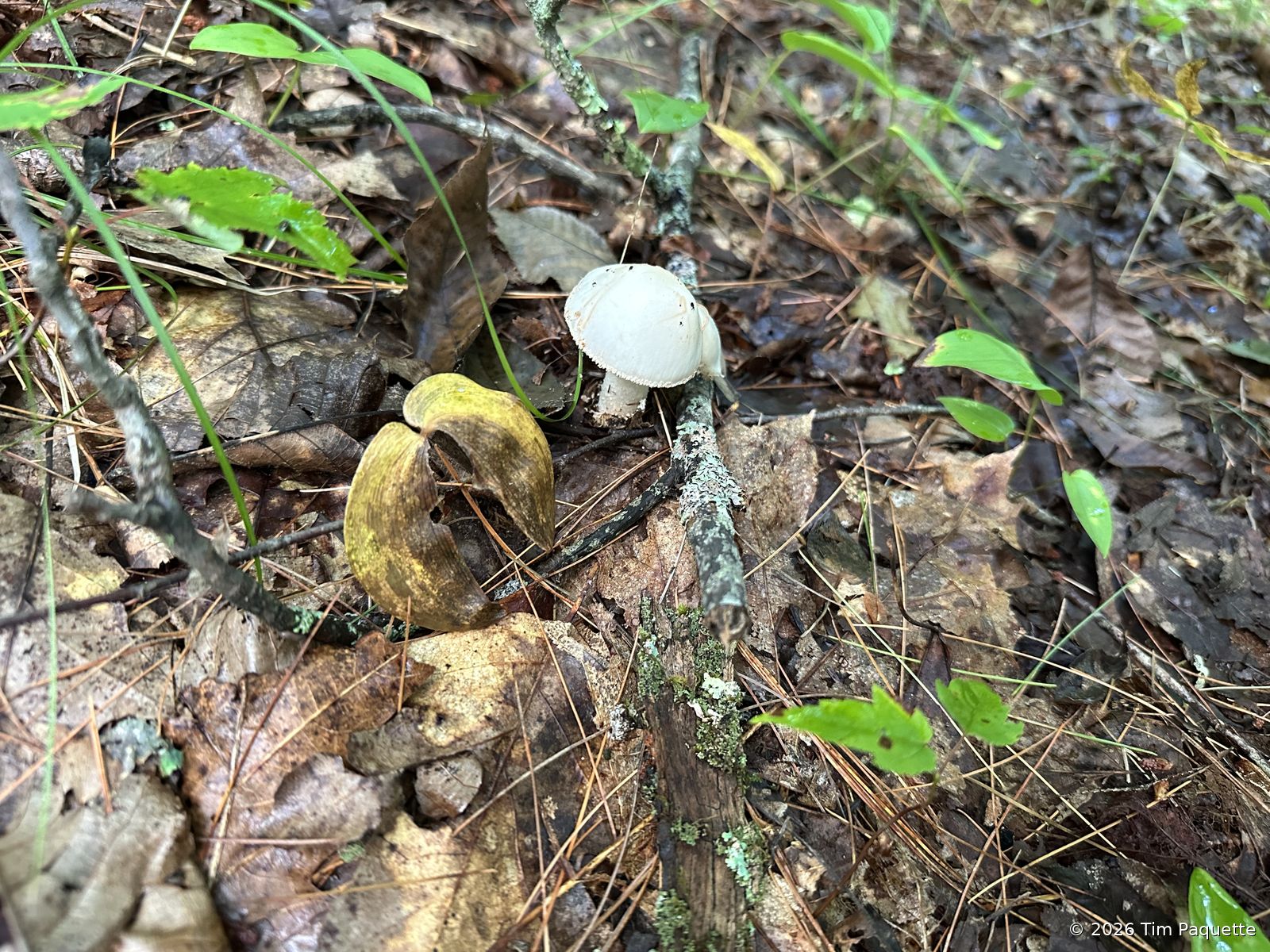 White capped agarics