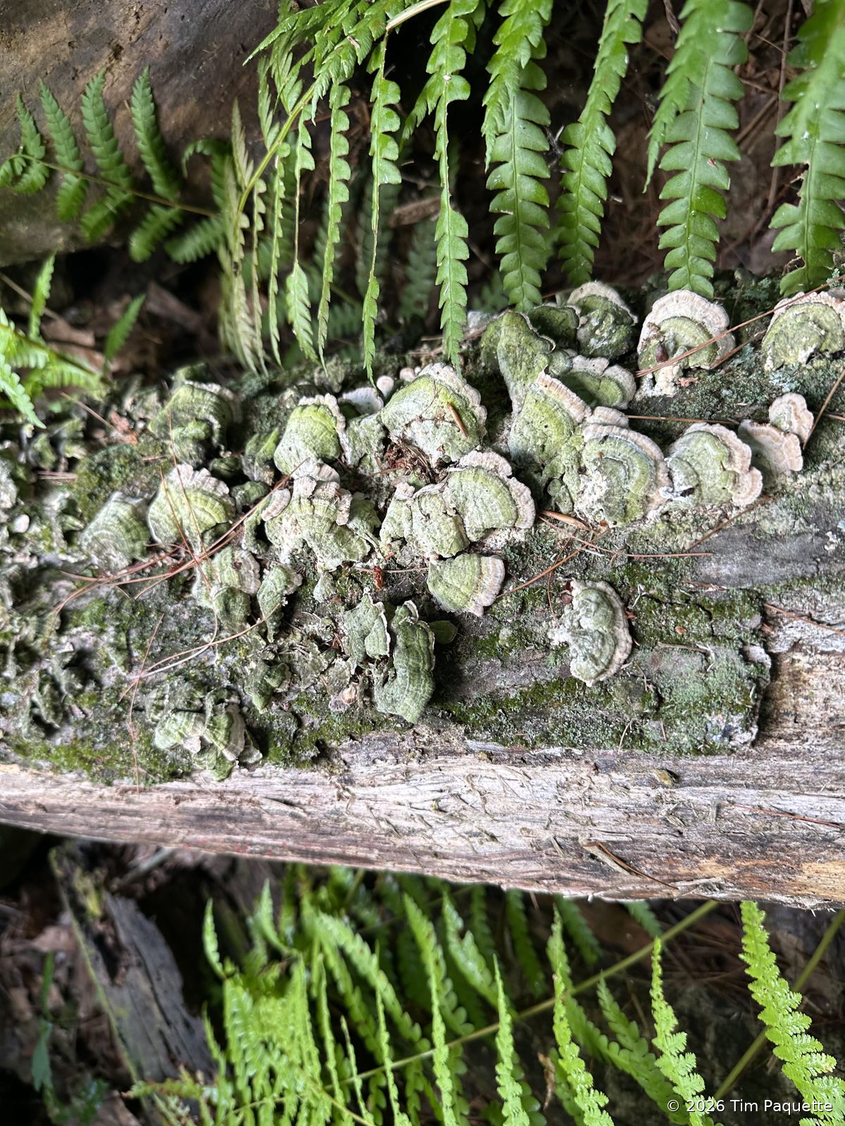 Bracket colony among ferns