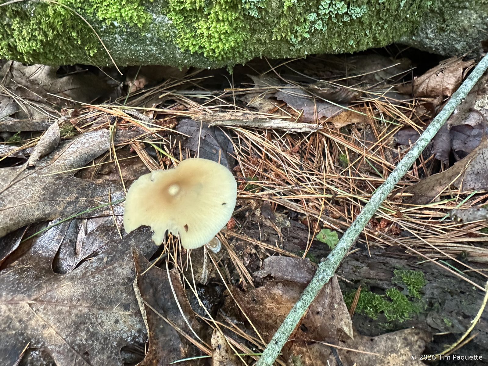 Cream mushroom on a mossy log