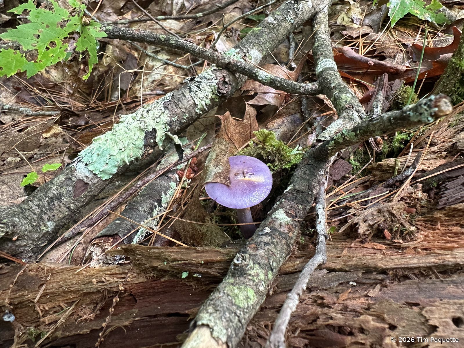 Large violet agaric by a fallen log