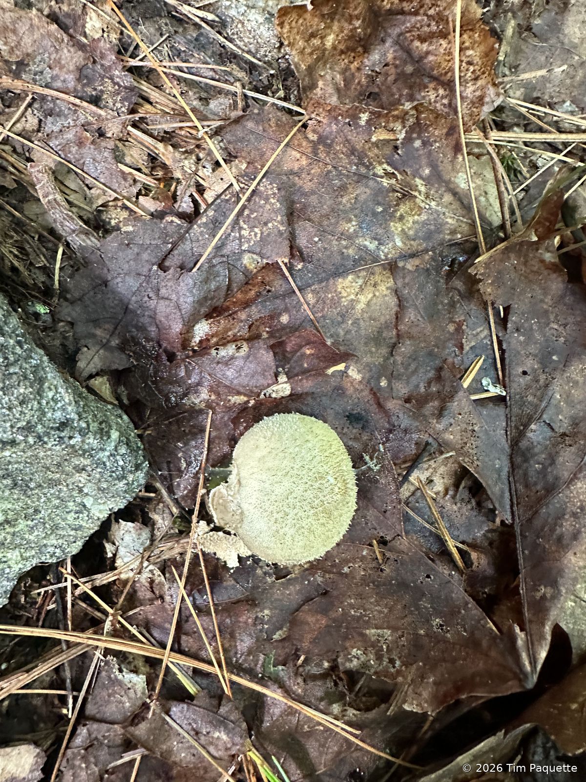 Common puffball — by the boulder