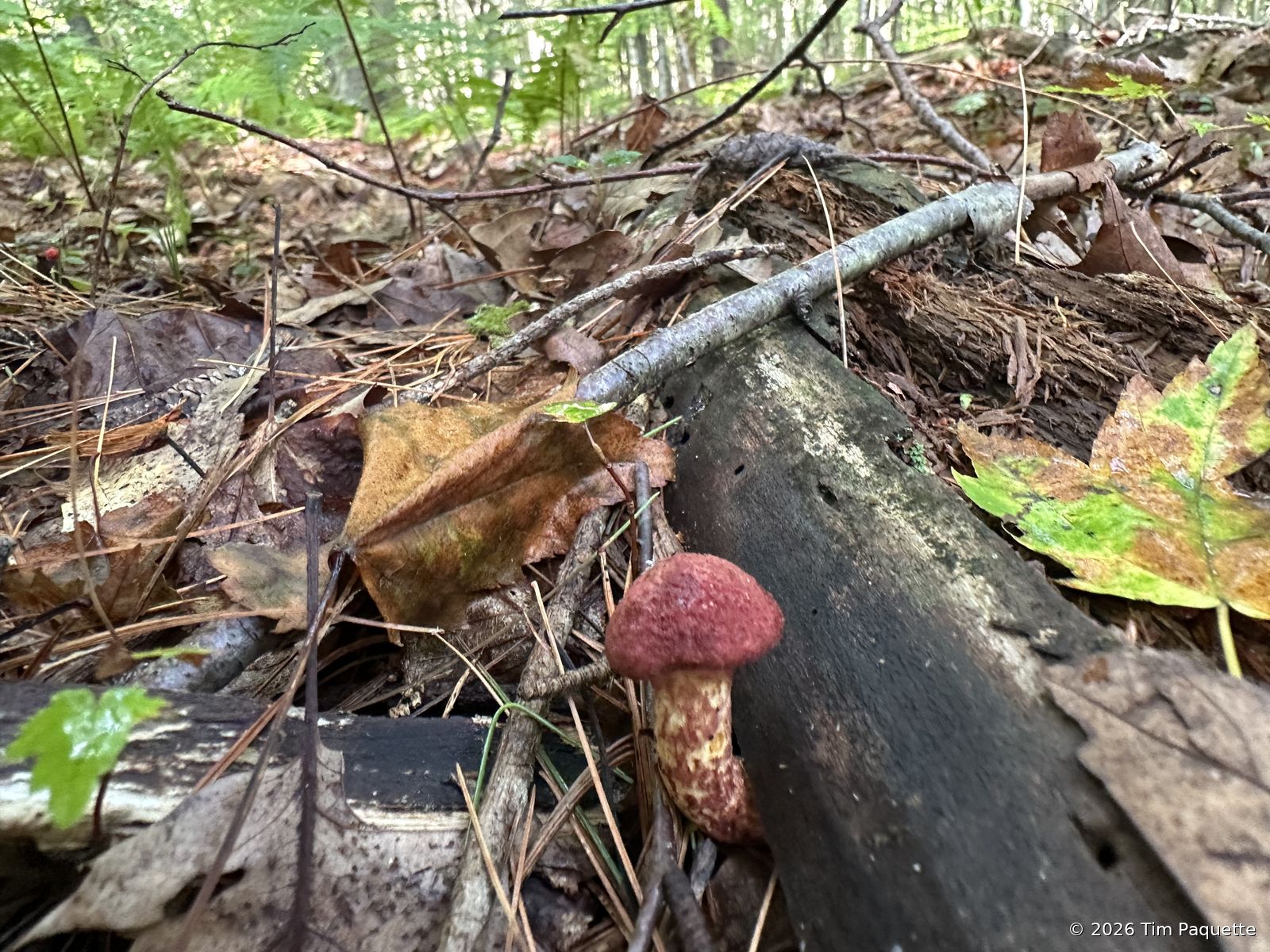 Red-brown bolete against a log