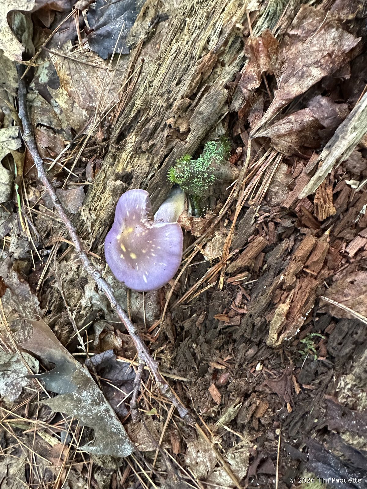Weathered violet agarics on a bank