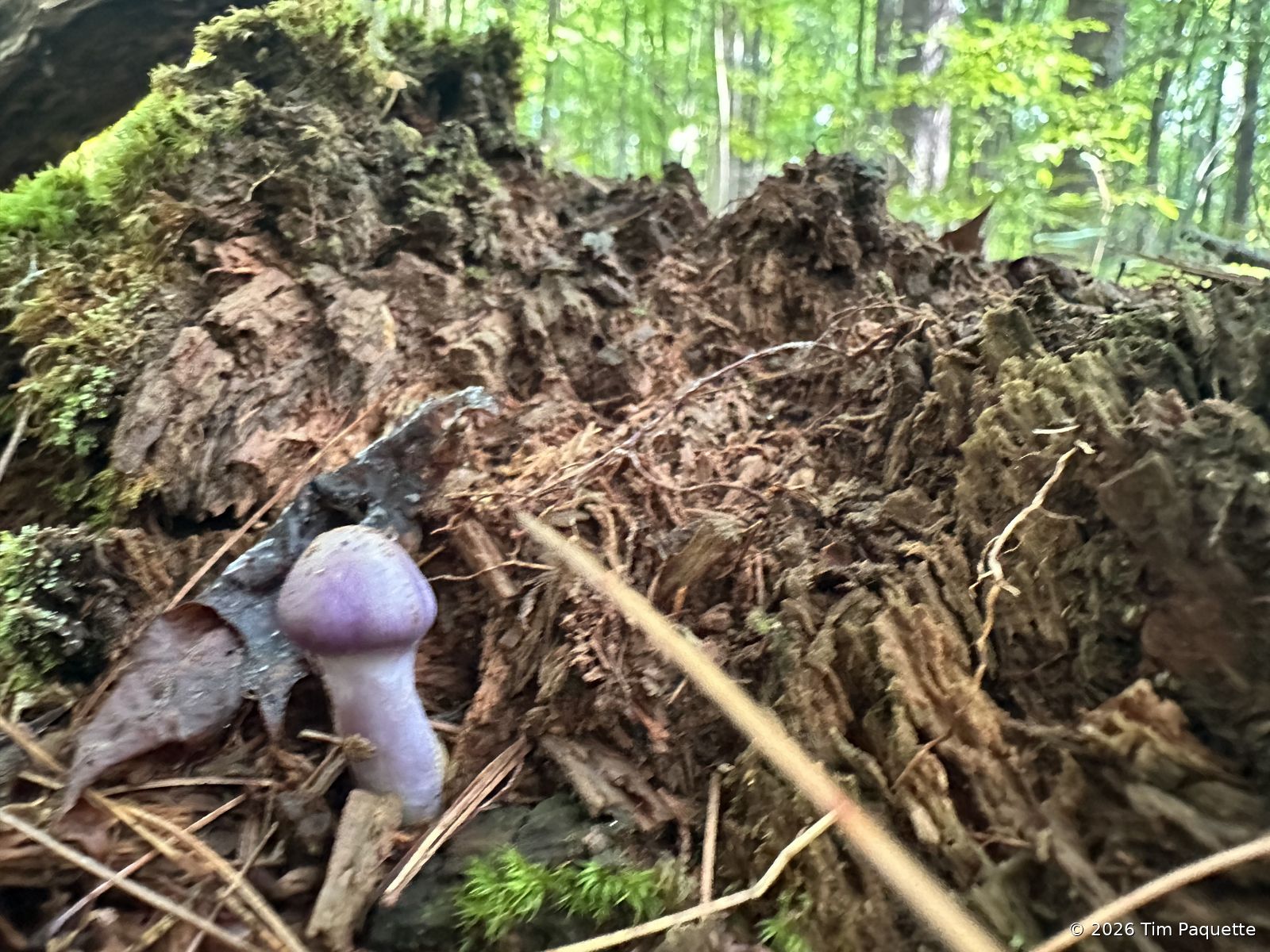 Pale violet agaric on the bank