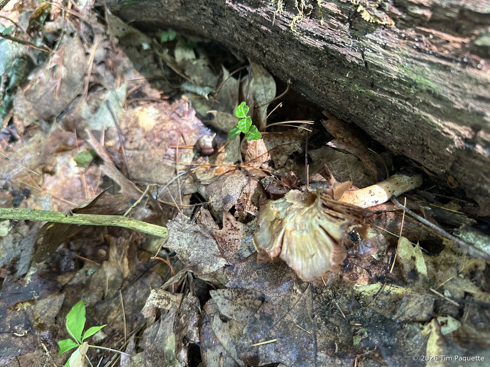 Pale capped mushroom on the bank