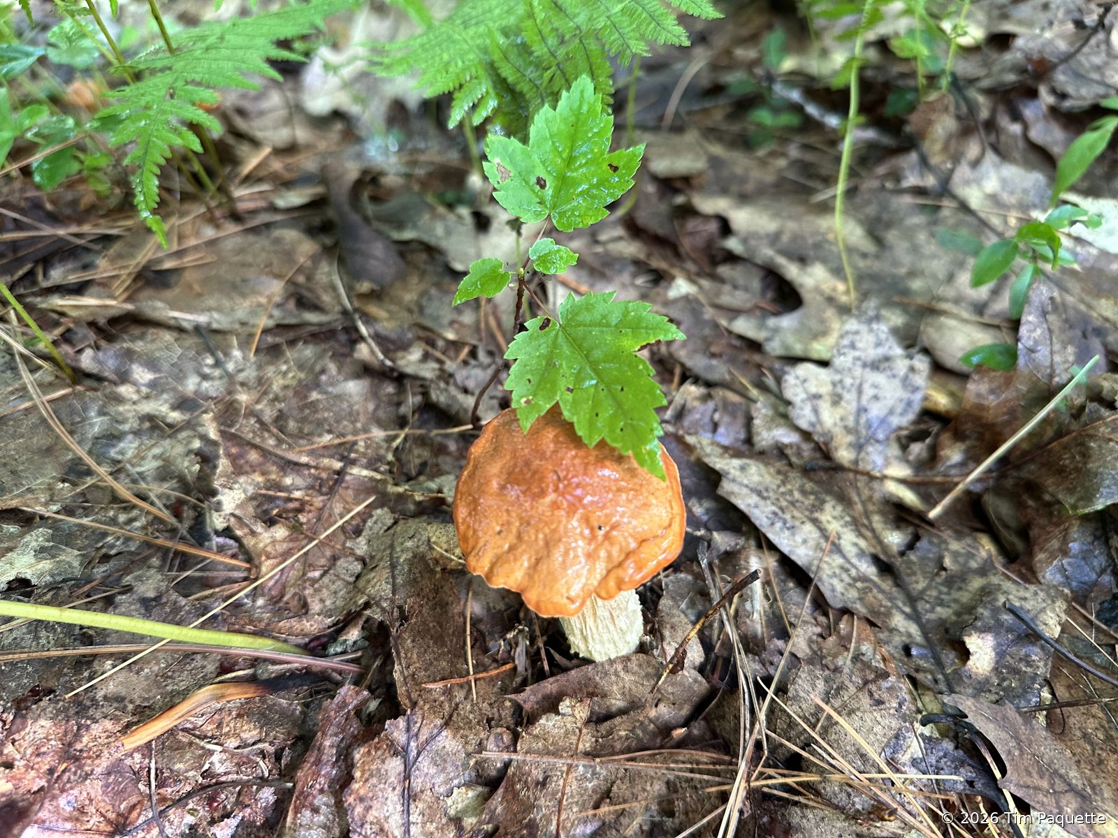 Orange-capped bolete