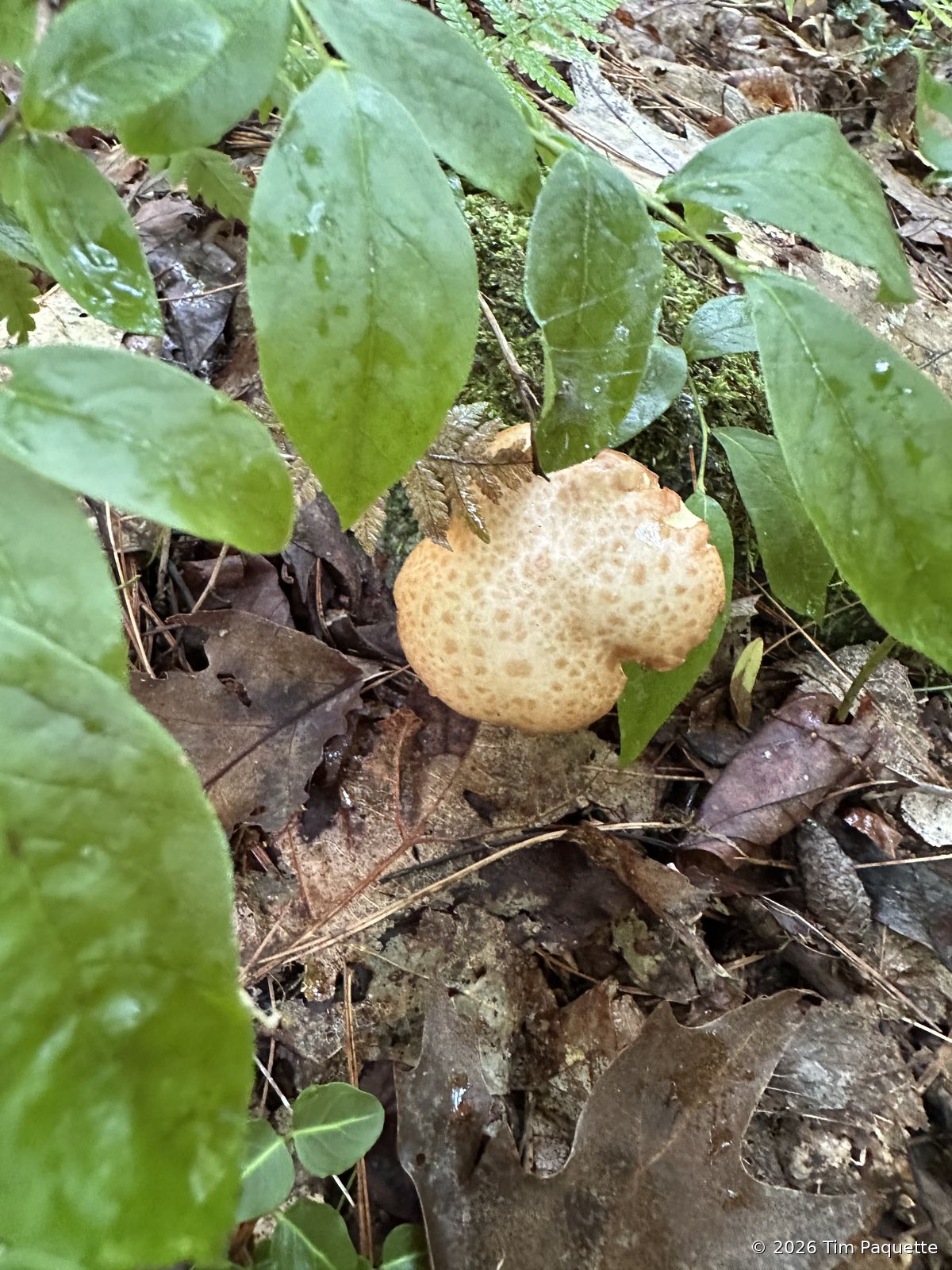 Speckled ochre bolete