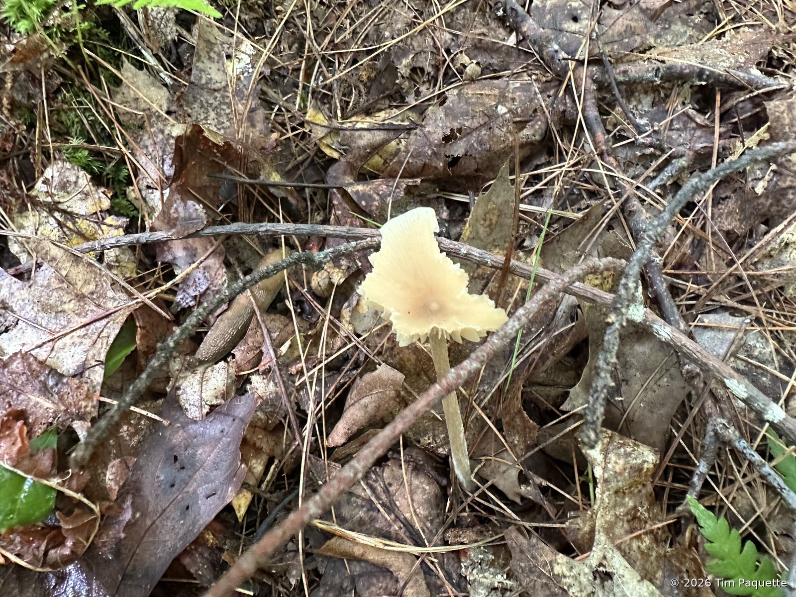 Pale mushroom by the ferns