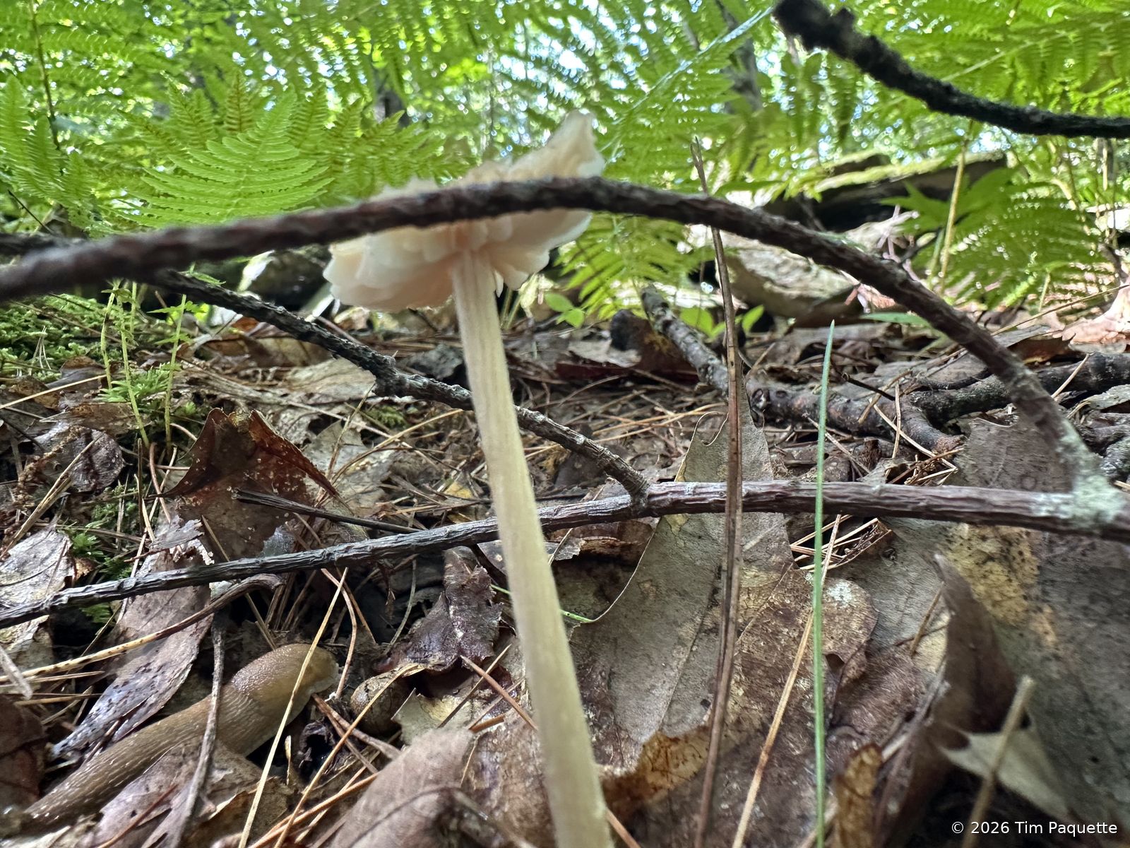 Tan mushroom at the fern edge