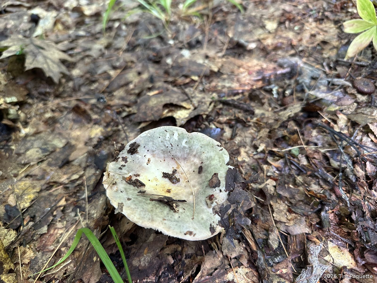 Pale disc on bare ground