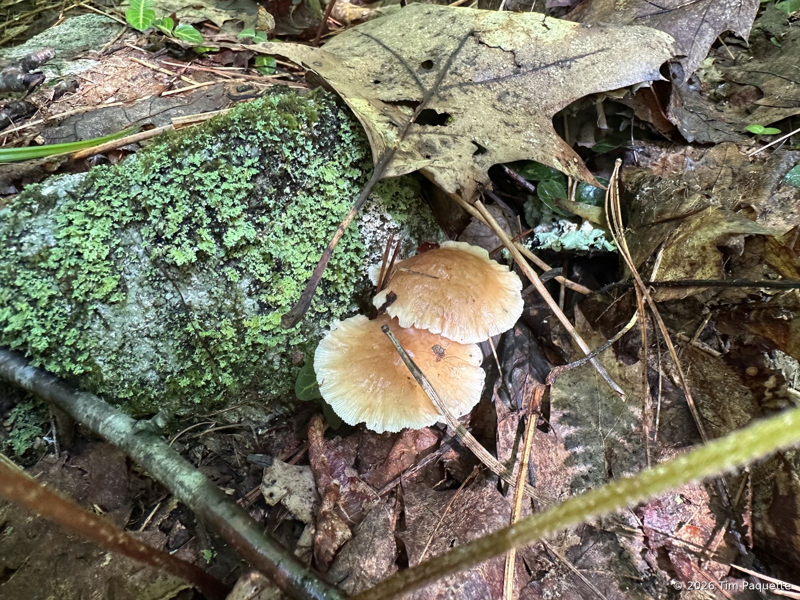 Frilly-margined white mushrooms