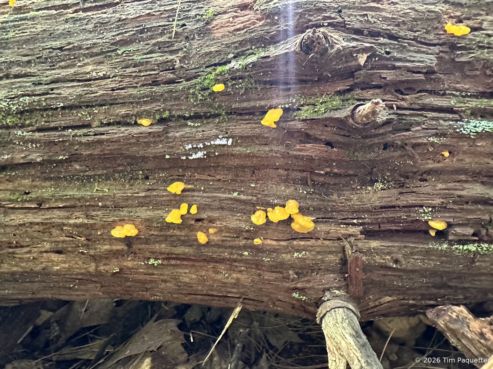 Yellow jelly fungus