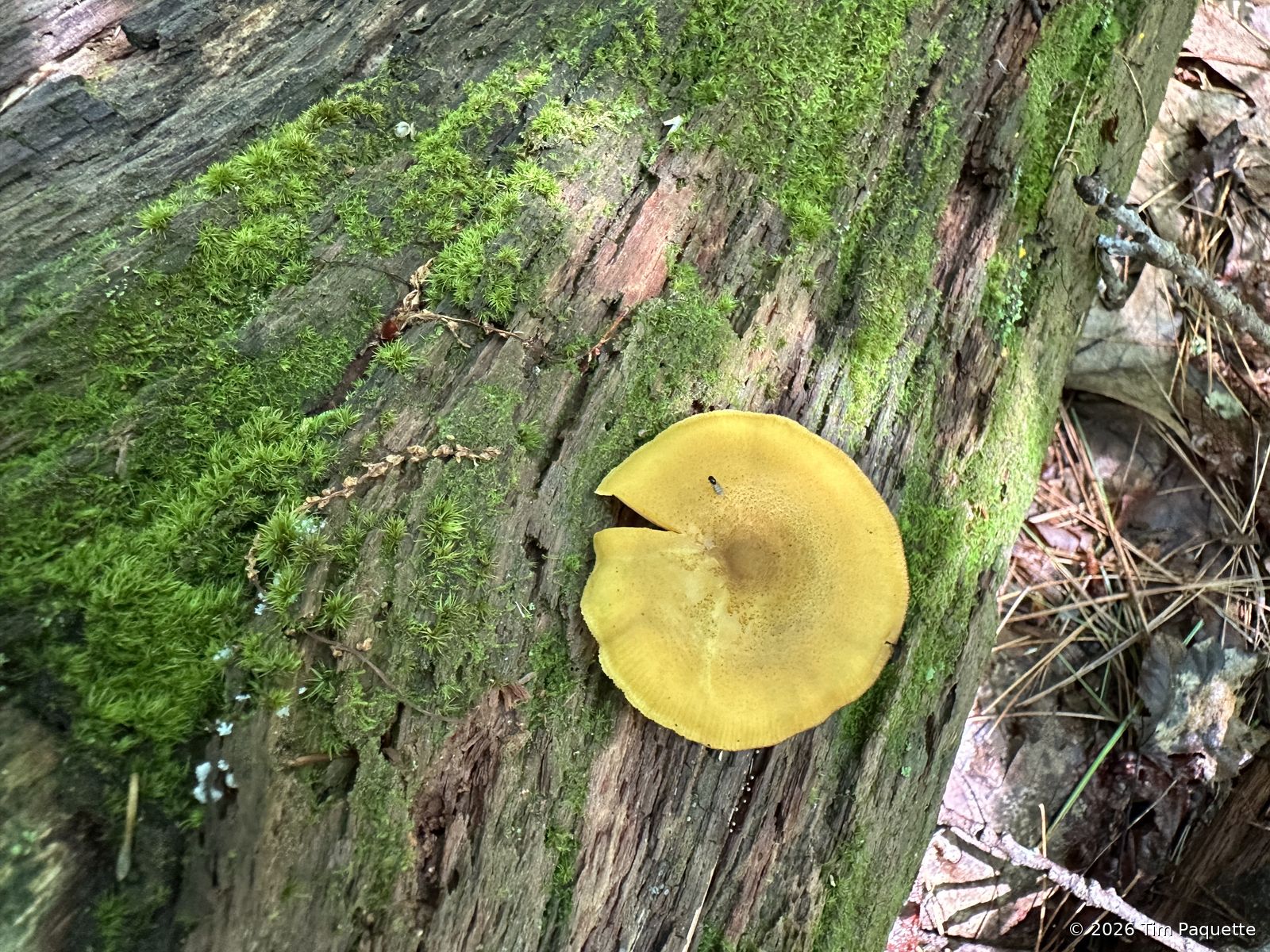 Yellow-capped mushroom on a log