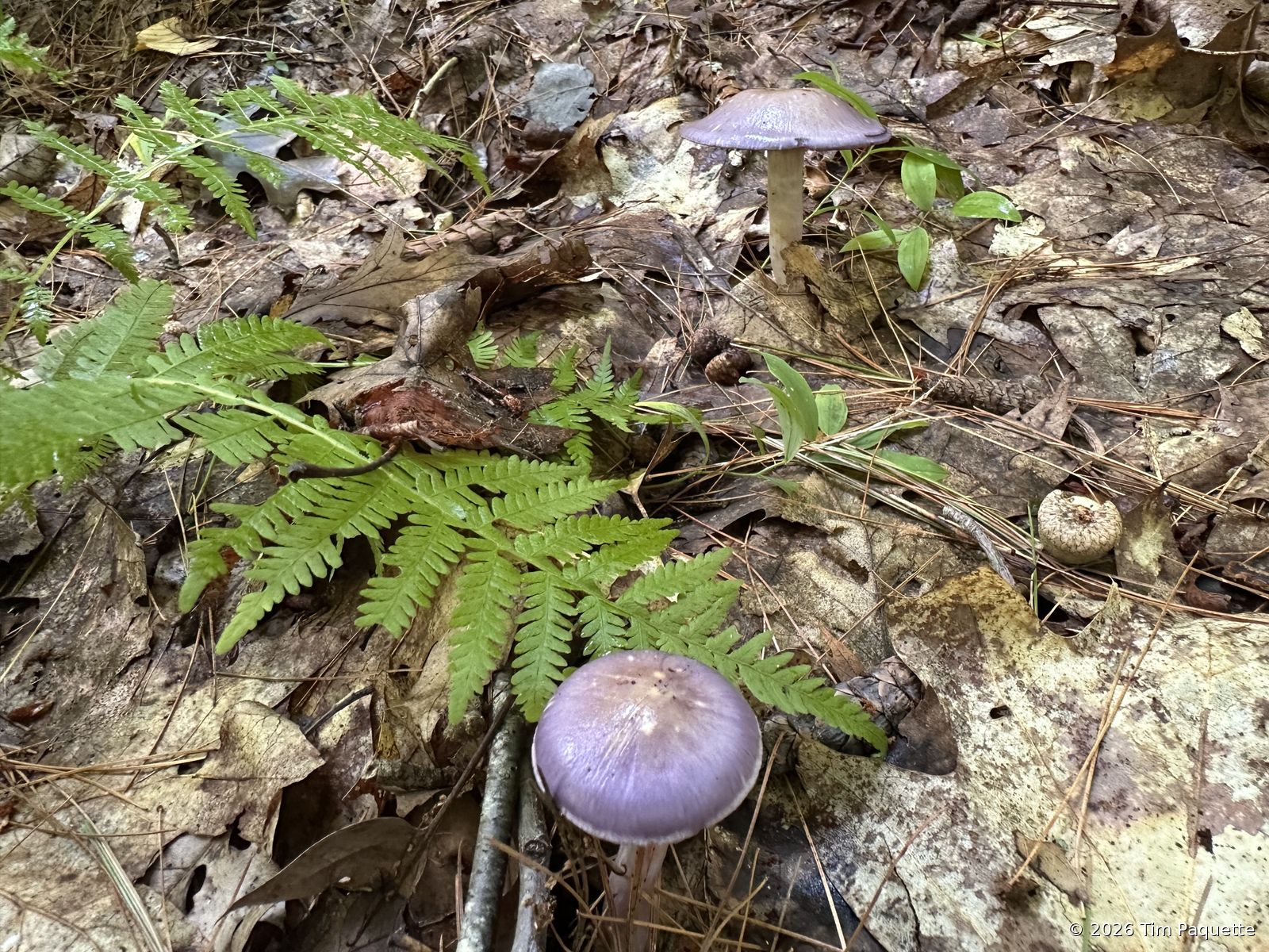 Second yellow-capped mushroom