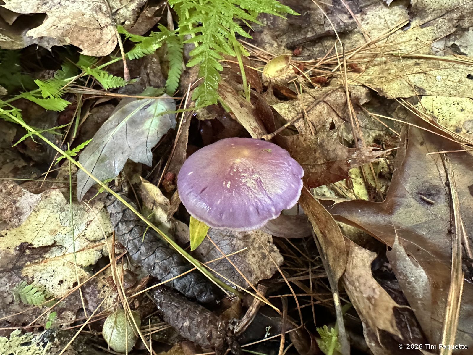 Tall violet agaric by the stone wall