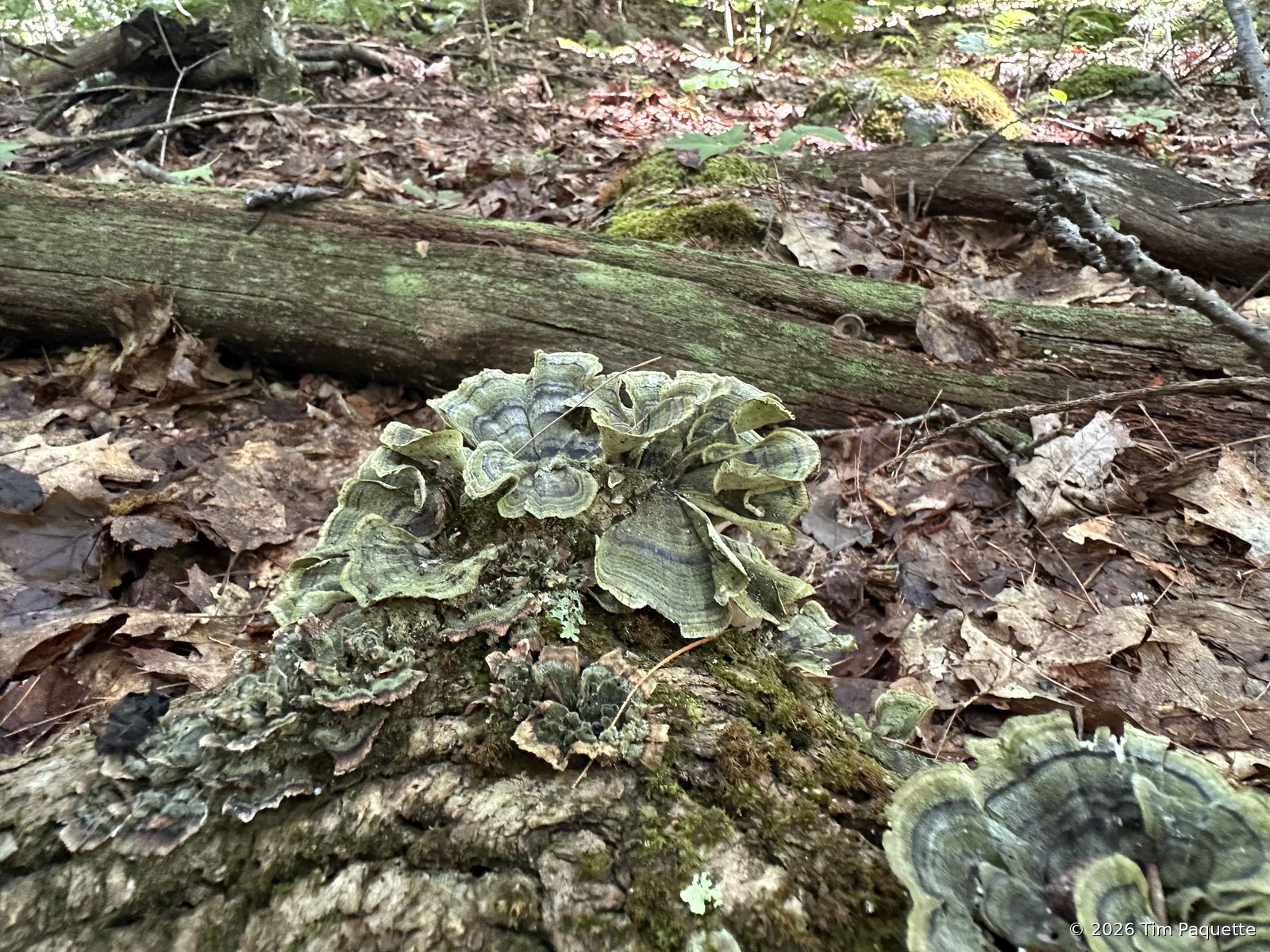 Turkey tail on the fallen log