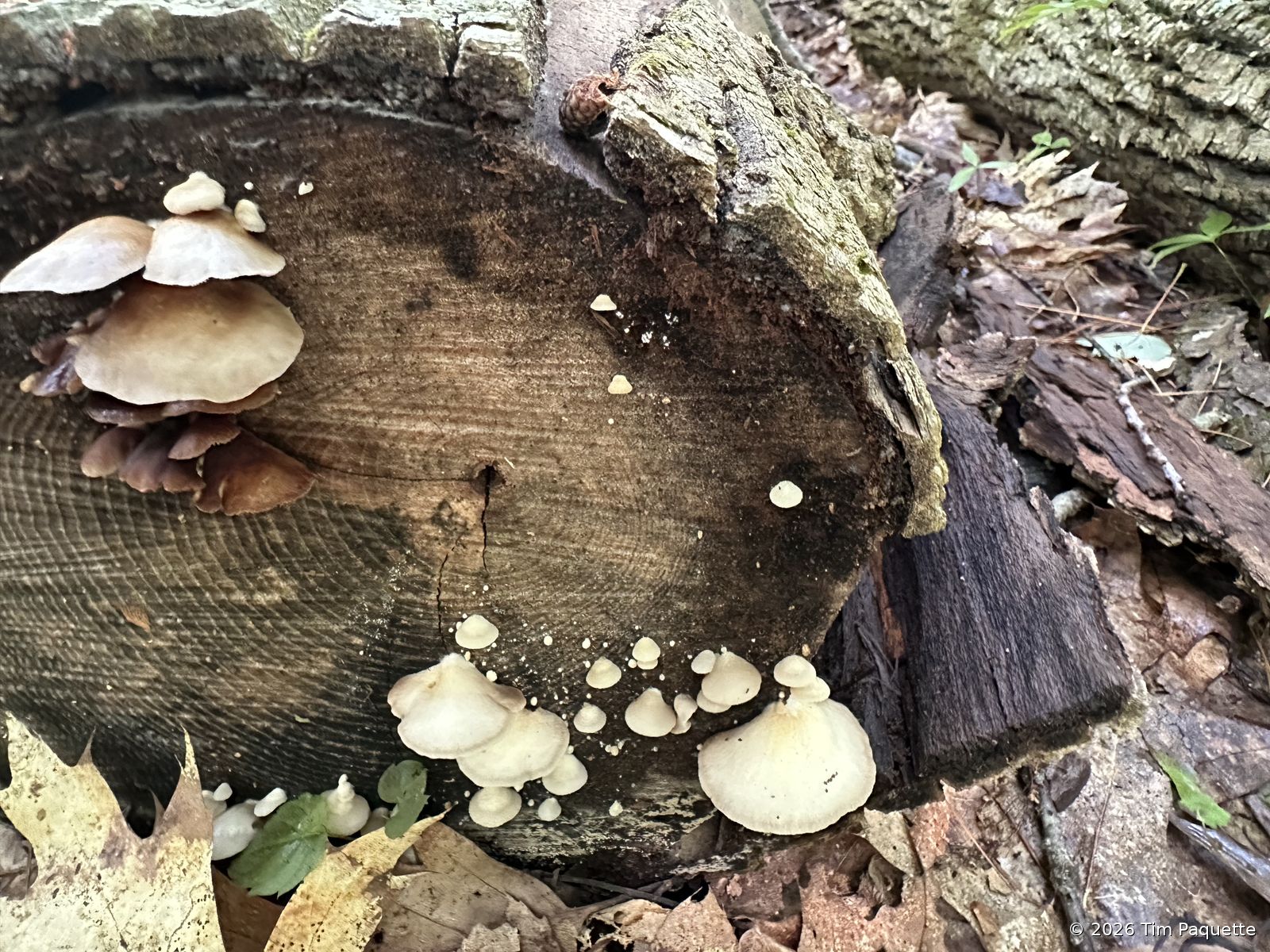 Pale mushrooms on one fallen log
