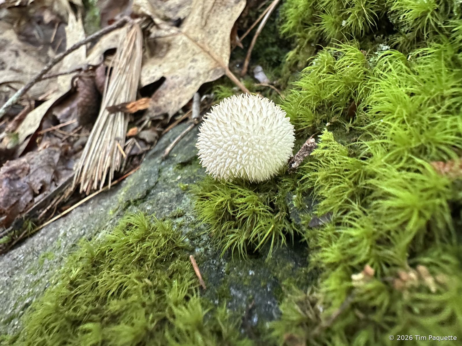 Common puffball — moss cushion