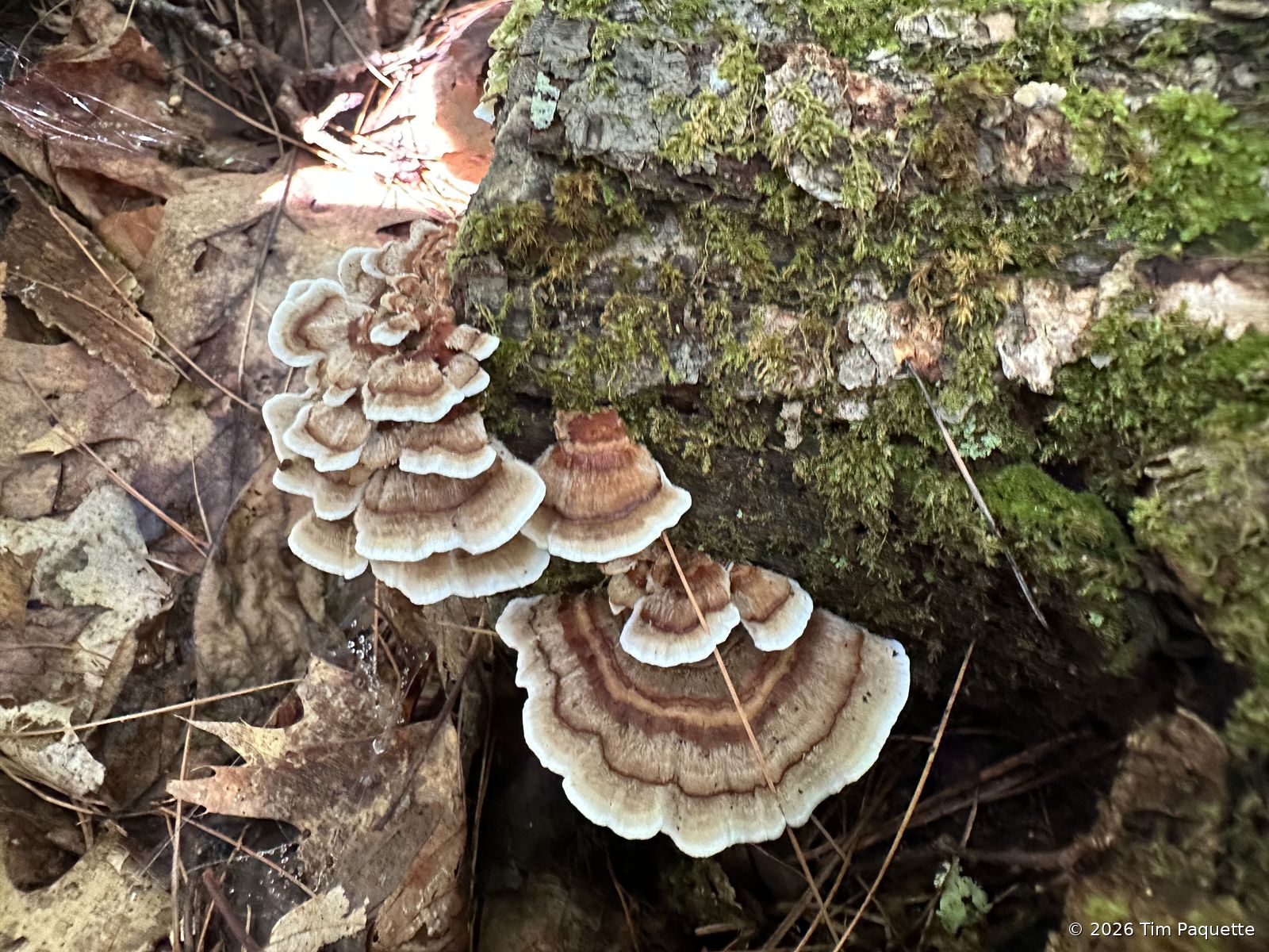 Bracket colony on the rock ledge