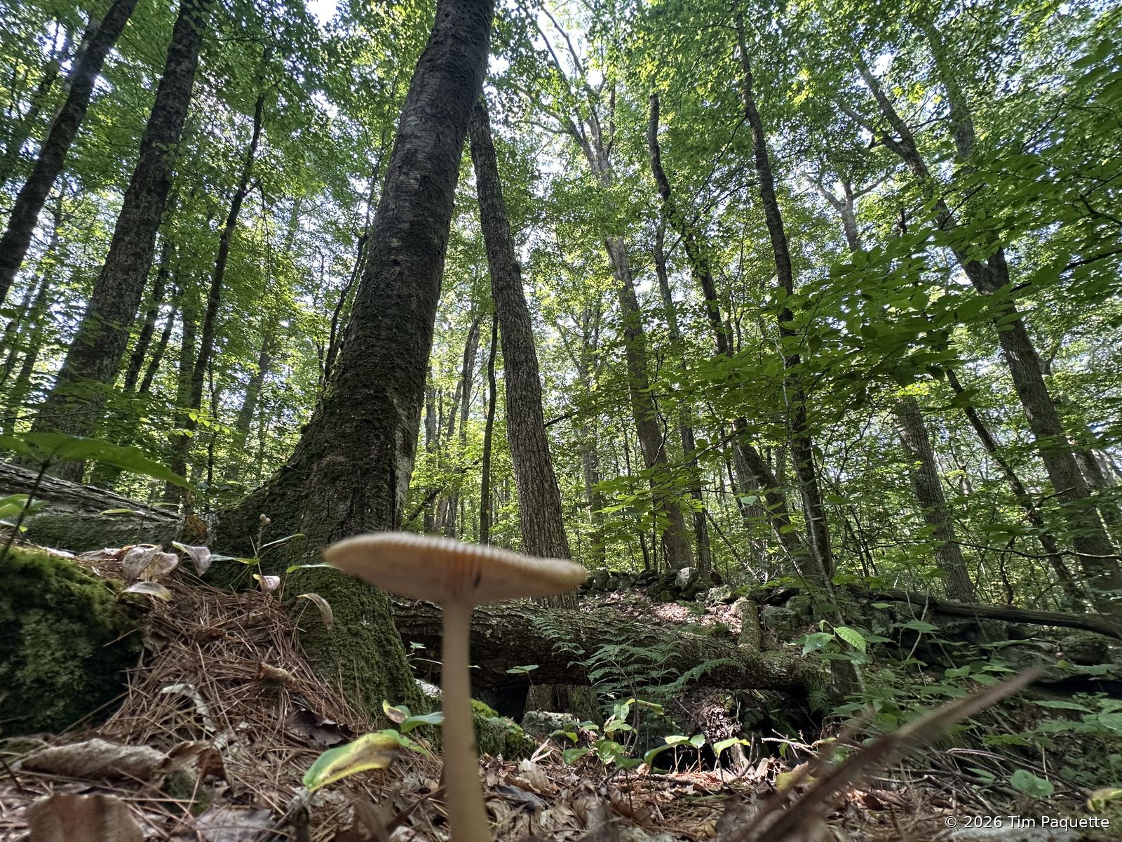 Small fruitbodies along a log