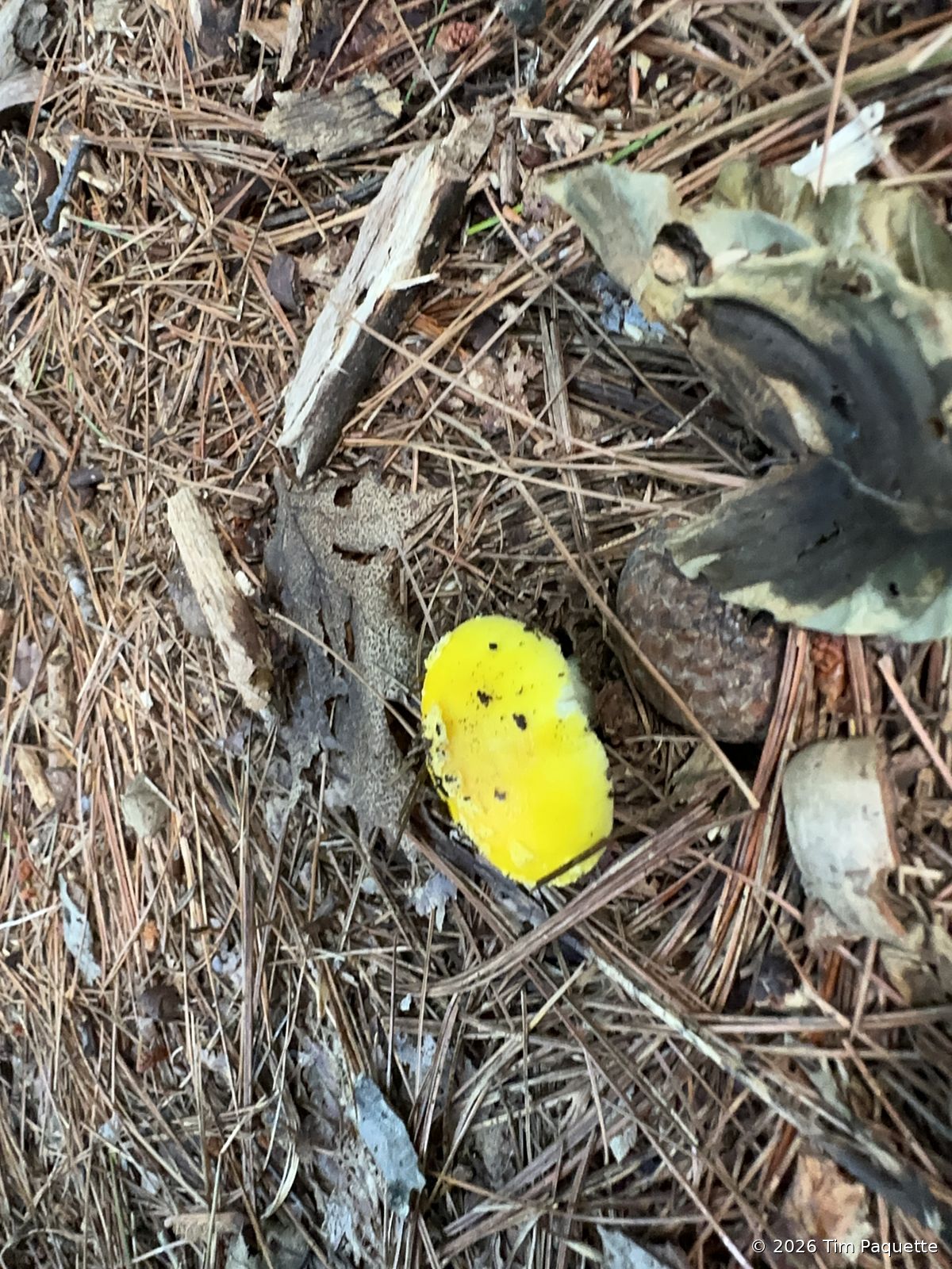 Bright yellow mushroom