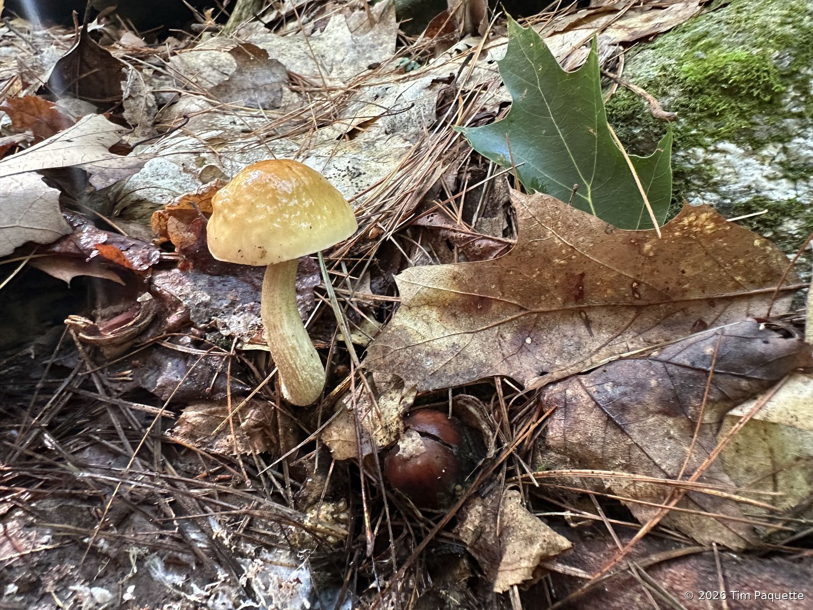 Small tan mushrooms in litter