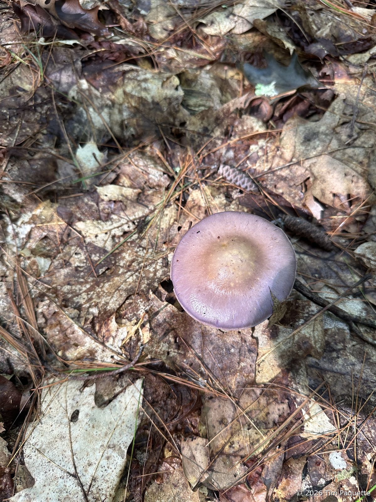 Pale pinkish-lilac agaric among boulders
