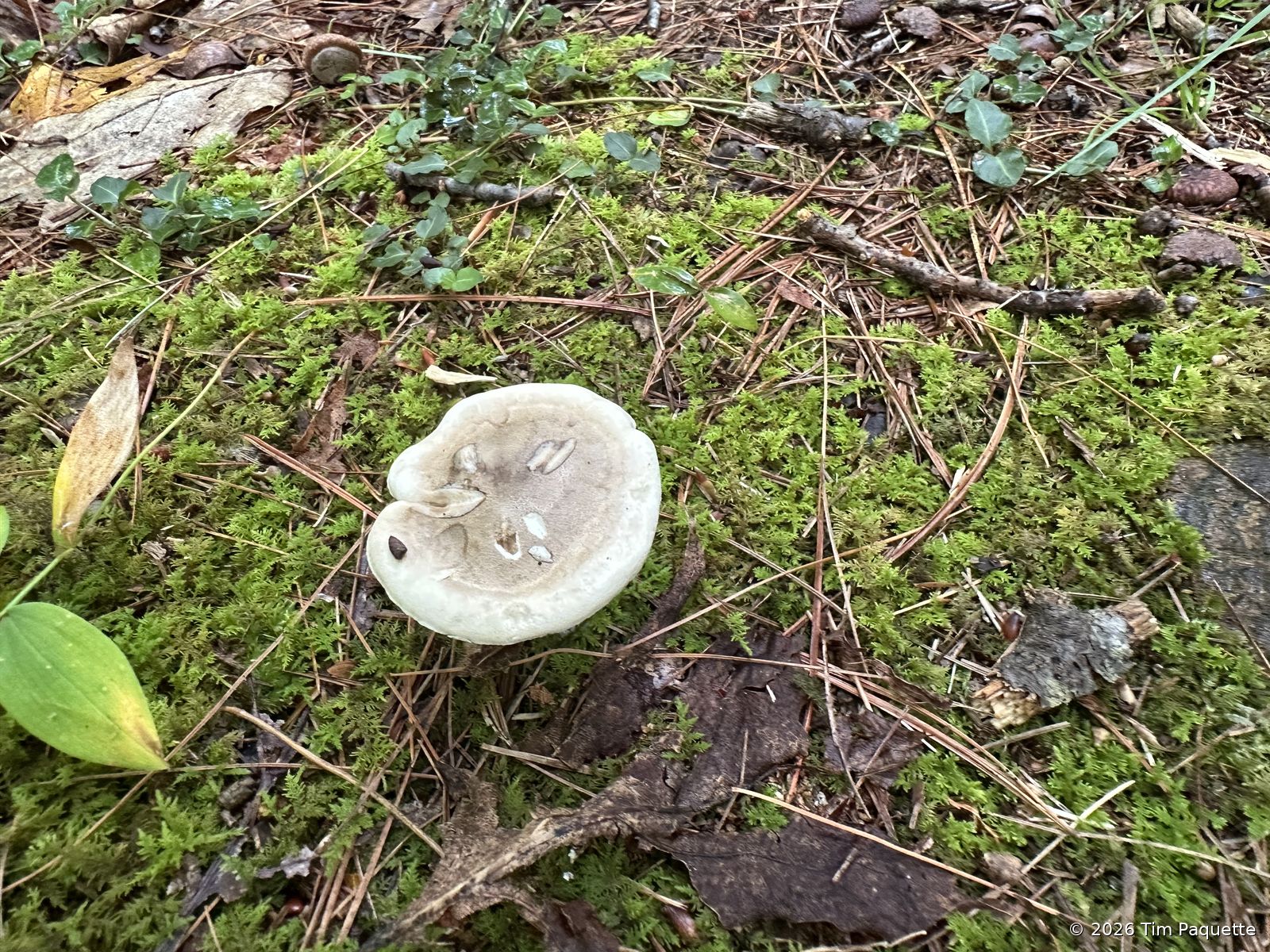 Pale capped mushroom among boulders